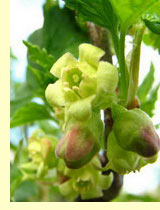Смородина черная (Ribes nigrum L) Смородина черная (Ribes nigrum L)